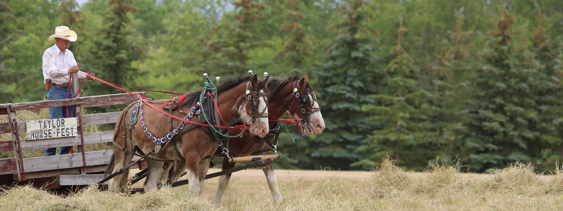 A locally bred Nokota Horses in North Dakota | Kids Car Donations