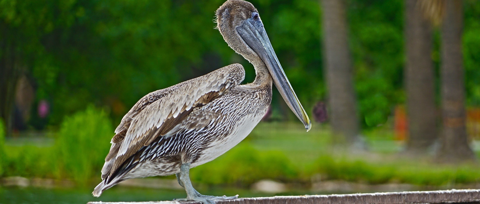 Pelican in Louisiana | Kids Car Donations