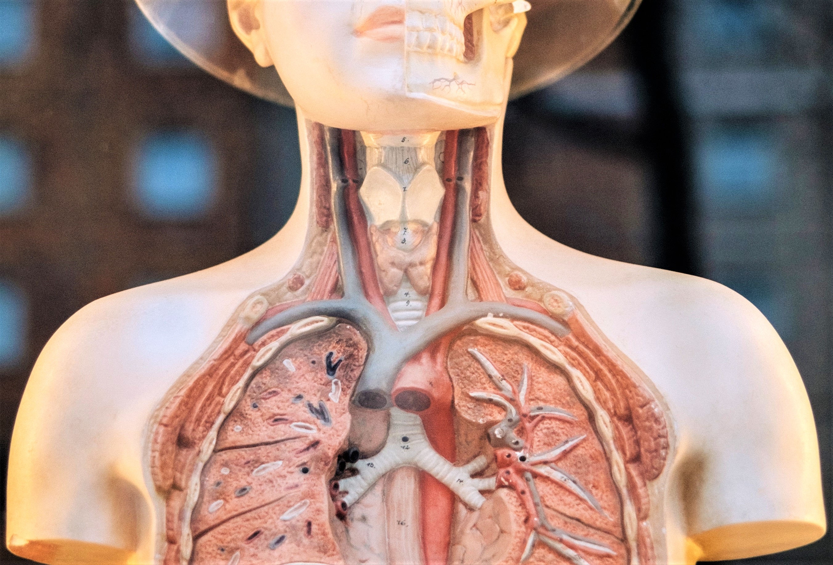 Human Anatomy Model | Kids Car Donations