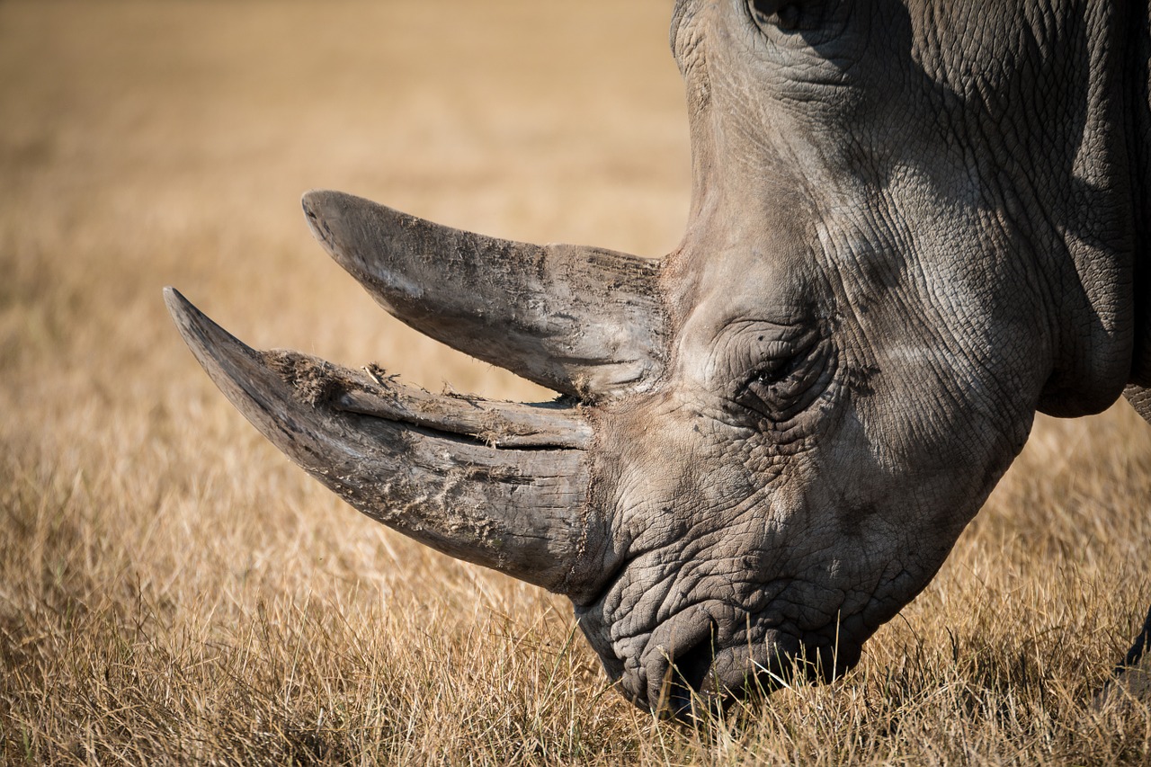 Endangered African Rhinoceros | Kids Car Donations