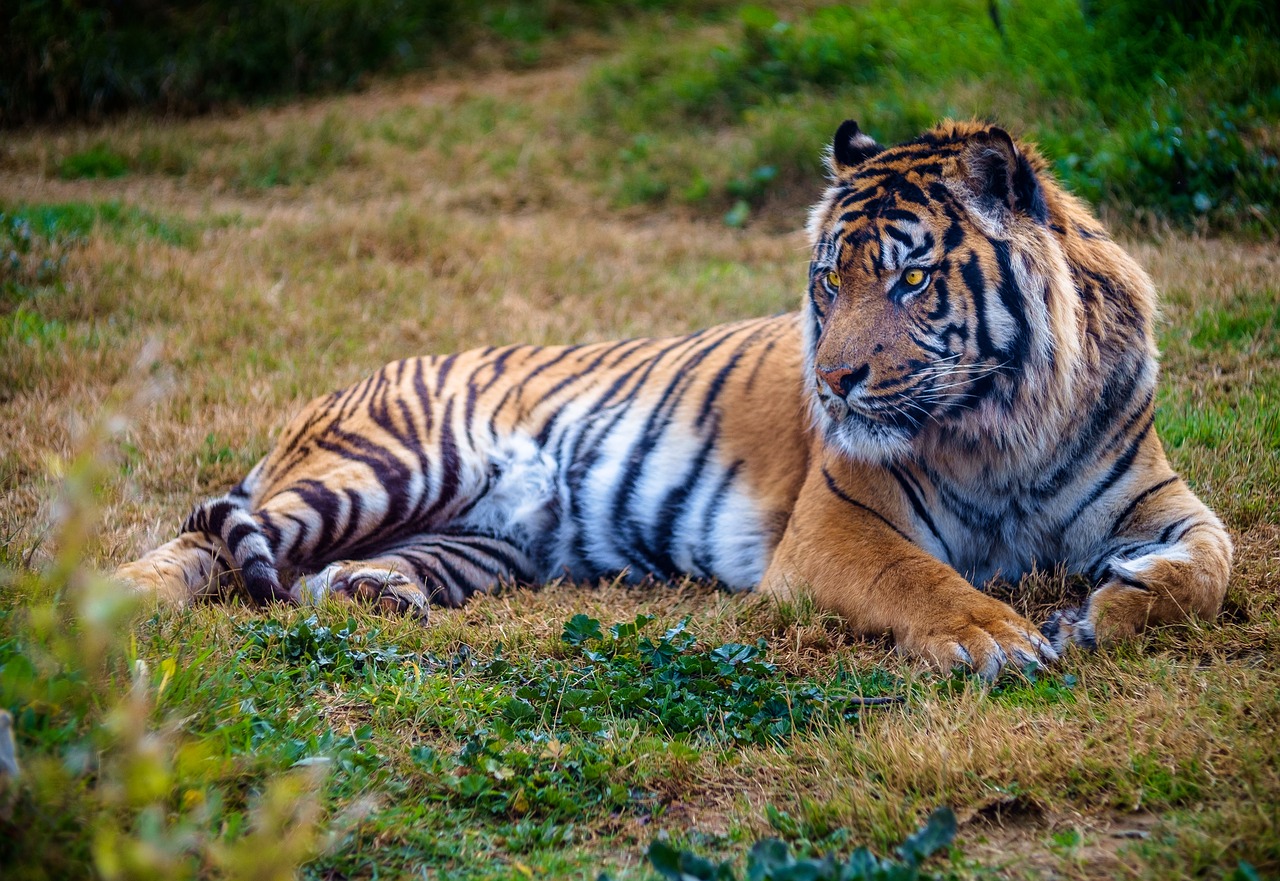 Endangered Siberian Tiger | Kids Car Donations