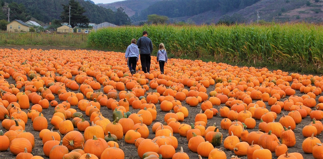Pumpkin Patching this Halloween | Kids Car Donations