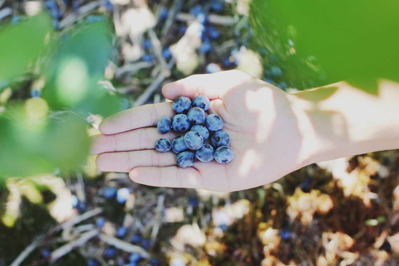 Freshly Picked Blueberries | Kids Car Donations