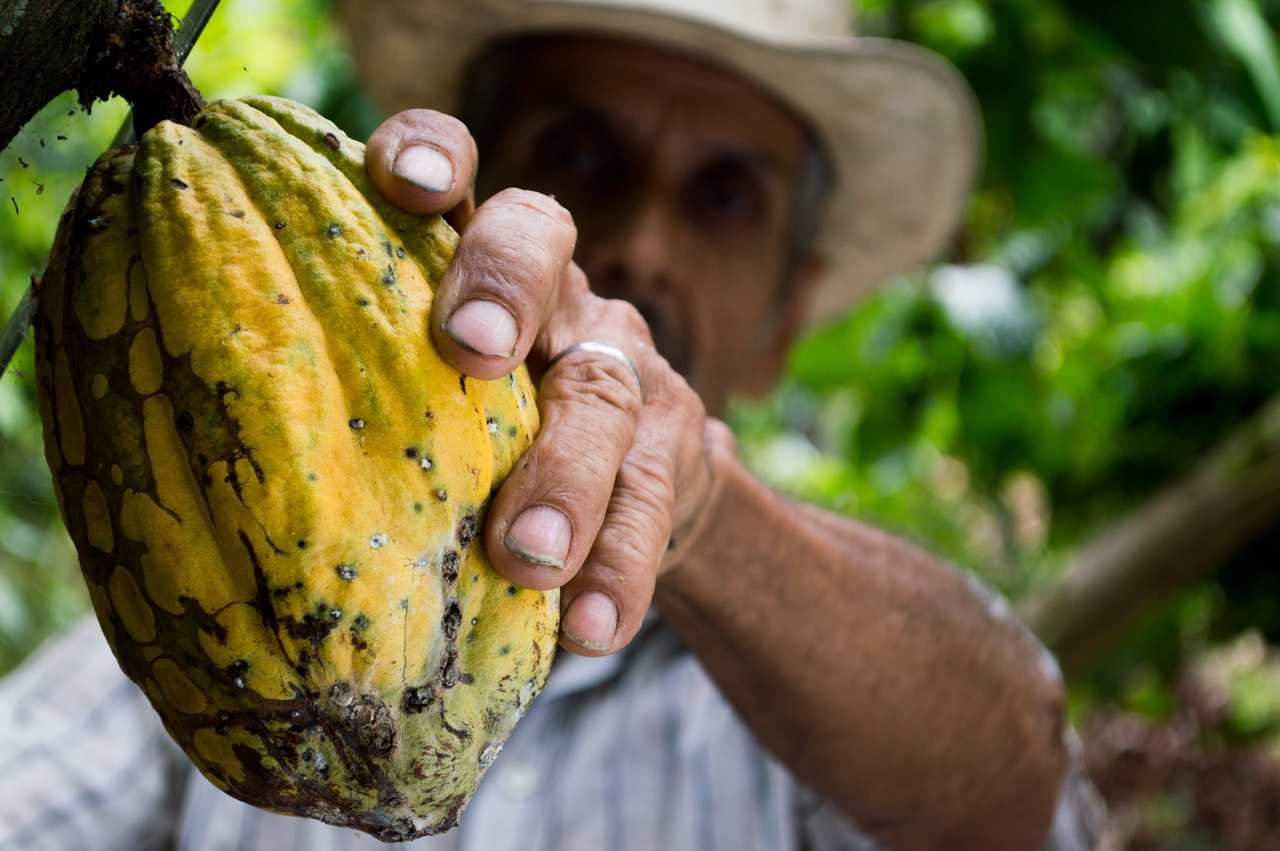 Man Picking Yellow Cocoa Fruit | Kids Car Donations