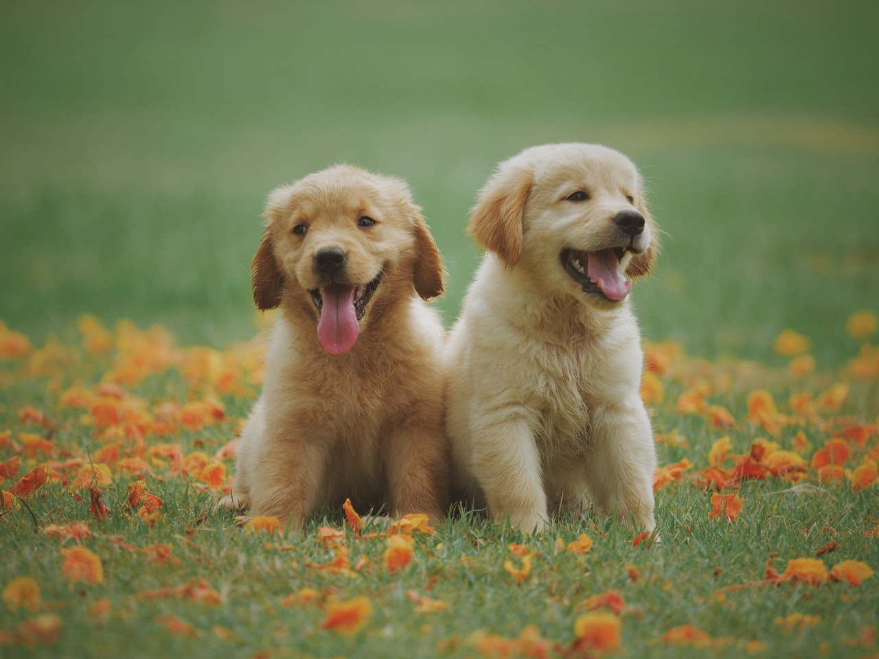 Little Puppies | Kids Car Donations