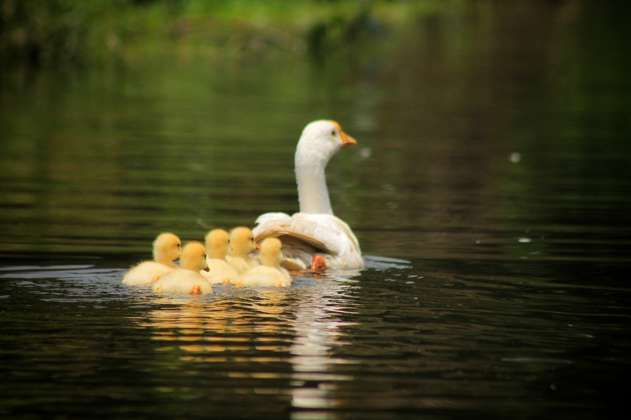 National Mother Goose Day | Kids Car Donations