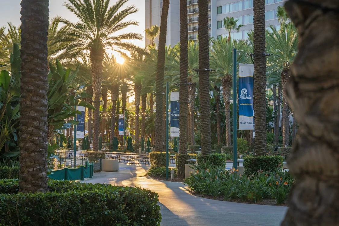 Sunset through palm trees at Anaheim Plaza