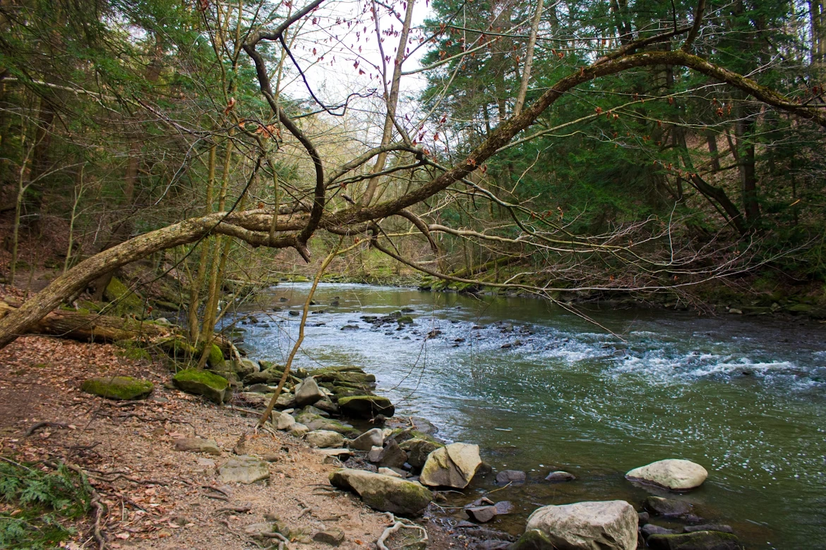 Brown tree near a river during daytime in Mill Creek Park, Youngstown, Ohio