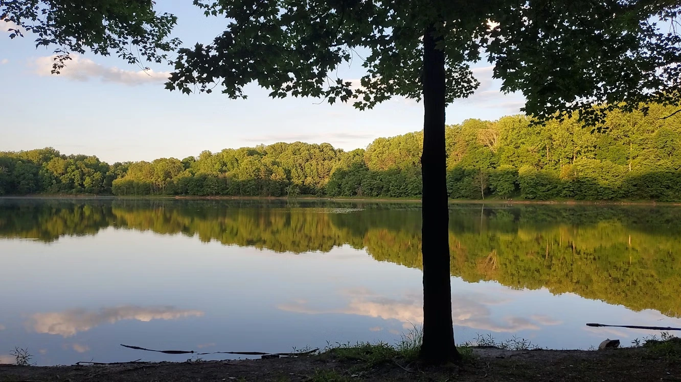 Green trees beside a lake in Silver Spring, Maryland