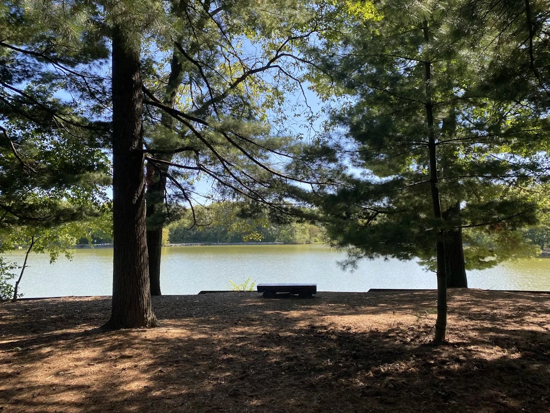 Green trees near body of water at Danada Forest Preserve in Naperville, Illinois