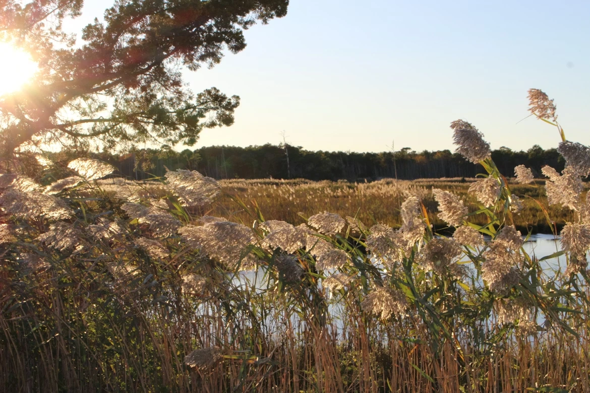 Lake in forest at Cattus Island, Toms River, New Jersey