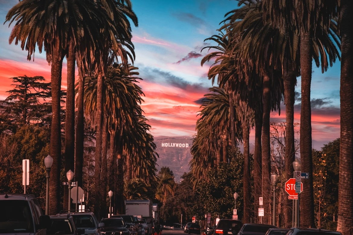 Palm trees in Hollywood, Los Angeles, California